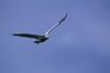 Brown Pelican in flight (Pelecanus occidentalis)