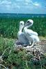 Brown Pelican juveniles on nest (Pelecanus occidentalis)