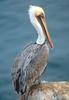 Brown Pelican (Pelecanus occidentalis)