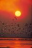 American White Pelican flock under sunset (Pelecanus erythrorhynchos)