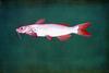 Albino Channel Catfish (Ictalurus punctatus)