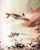 [Animal Art] Channel Catfish (Ictalurus punctatus)