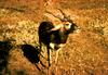 Blackbuck (Antilope cervicapra)