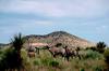 Gemsbok herd (Oryx gazella)