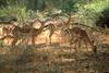 Impala herd (Aepyceros melampus)