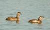 논병아리 Podiceps ruficollis poggei (Little Grebe)