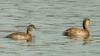 논병아리 Podiceps ruficollis poggei (Little Grebe)