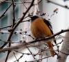 Daurian Redstart (Phoenicurus auroreus)