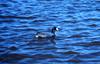 American Coot (Fulica americana)