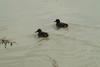 쇠오리 Anas crecca crecca (Common Teals)