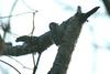 쇠딱다구리 Dendrocopos kizuki (Japanese Pygmy Woodpecker)