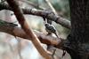 쇠딱다구리 Dendrocopos kizuki (Japanese Pygmy Woodpecker)