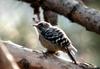 Japanese Pygmy Woodpecker (Dendrocopos kizuki)