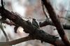 쇠딱다구리 Dendrocopos kizuki (Japanese Pygmy Woodpecker)