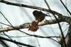 쇠박새 Parus palustris (Marsh Tit)