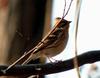 Yellow -throated Bunting female (Emberiza elegans)