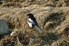 까치 Pica pica (Black-billed Magpie)