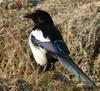 Pica pica (Black-billed Magpie)