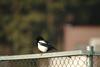 까치 Pica pica (Black-billed Magpie)