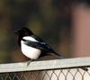 Pica pica (Black-billed Magpie)