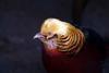 금계(金鷄) Chrysolophus pictus (Golden Pheasant)