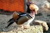 원앙(鴛鴦) Aix galericulata (Mandarin Duck)