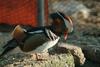 원앙(鴛鴦) Aix galericulata (Mandarin Duck)