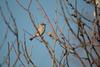 참새 Passer montanus (Tree Sparrow)