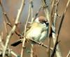 Passer montanus (Tree Sparrow)