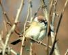 Passer montanus (Tree Sparrow)