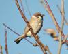 Passer montanus (Tree Sparrow)