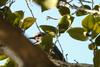 직박구리 Ixos amaurotis (Brown-eared Bulbul)
