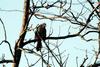 직박구리 Ixos amaurotis (Brown-eared Bulbul)