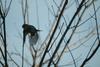 때까치 Lanius bucephalus (Bull-headed Shrike)