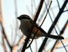 Lanius bucephalus (Bull-headed Shrike)