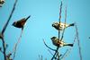 참새떼 Passer montanus (Tree Sparrow)