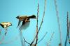 참새의 비상 Passer montanus (Tree Sparrow)