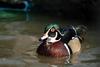 아메리카원앙 Aix sponsa (Wood Duck)