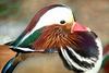 원앙(鴛鴦) Aix galericulata (Mandarin Duck)