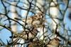 참새 Passer montanus (Tree Sparrow)