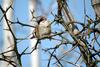 참새 Passer montanus (Tree Sparrow)