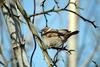 참새 Passer montanus (Tree Sparrow)