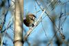 참새 Passer montanus (Tree Sparrow)