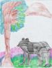 BLACK BEAR