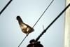 황조롱이 Falco tinnunculus (Common Kestrel)