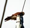 Falco tinnunculus (Common Kestrel)