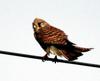 Falco tinnunculus (Common Kestrel)