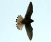 Falco tinnunculus (Common Kestrel)