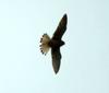 Falco tinnunculus (Common Kestrel)