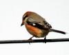 Lanius bucephalus (Bull-headed Shrike)